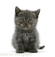Grey kitten sitting with raised paw