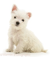 Westie pup