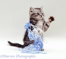 Kitten playing with blue wool