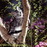 Silver tabby kitten in the fork of a tree