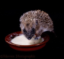Baby Hedgehog lapping up milk