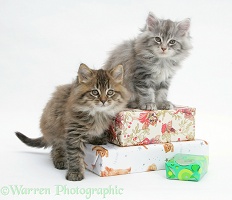 Maine Coon kittens sitting on birthday presents