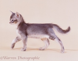 Blue Abyssinian kitten in looking proud