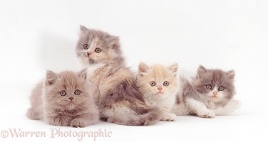 Four Blue-cream Persian kittens