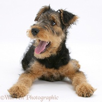 Airedale Terrier bitch pup panting