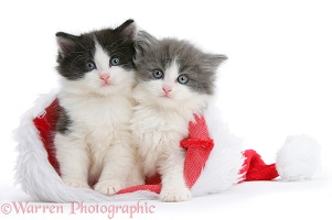 Black-and-white and grey-and-white kittens in Santa hat
