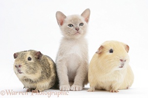 Burmese kitten, 7 weeks old, and two guinea pigs