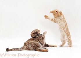 Silver tortoiseshell cat play-fighting with her ginger kitten