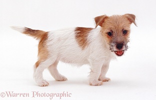 Jack Russell Terrier pup standing
