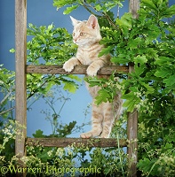 Ginger kitten up a wooden ladder