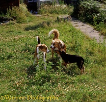Dogs meeting in the garden