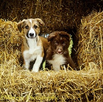 Border Collie puppies among straw bales