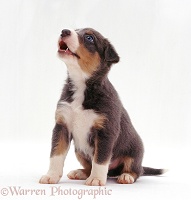 Border Collie-cross pup howling
