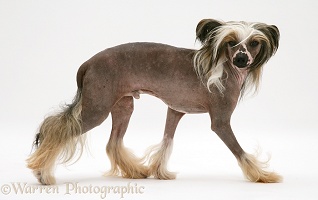 Chinese crested dog walking across