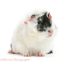 Black-and-white Guinea Pig