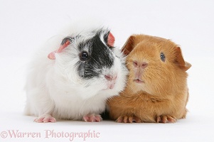 Black-and-white and red Guinea Pigs