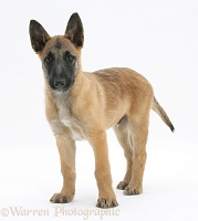 Belgian Shepherd Dog pup