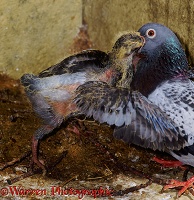 Domestic pigeon feeding young