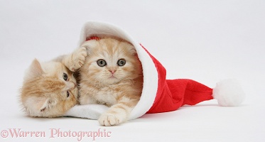 Ginger kittens in a Santa hat