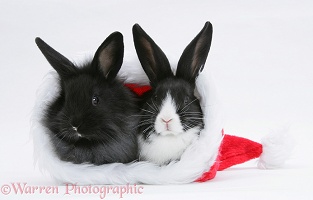 Baby rabbits in a Santa hat