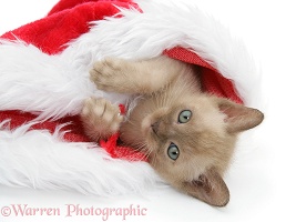 Burmese kitten in a Santa hat