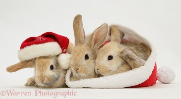 Three rabbits with Santa hats