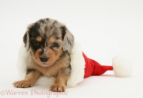 Dachshund pup in a Santa hat