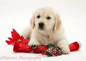 Golden Retriever pup with Christmas cracker