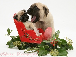 Fawn Pug and pup with a wooden toy sledge