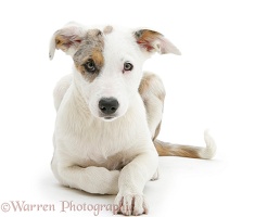 Merle-and-white Border Collie-cross pup
