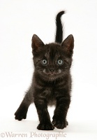 Black Smoke Spotted British Shorthair kitten