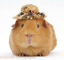 Red guinea pig wearing a straw hat
