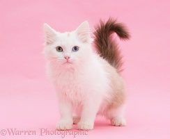 Birman x Ragdoll kitten on pink background