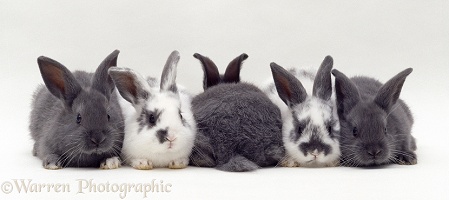 Five grey and spotted baby rabbits