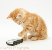 Ginger kitten with a mobile phone