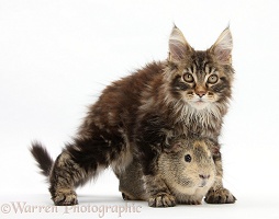 Maine Coon kitten with guinea pig