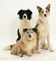 Border Collies and Terrier-cross