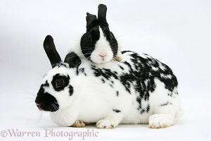 Black-and-white spotted and black Dutch rabbits