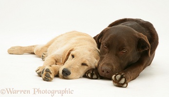 Yellow Labradoodle pup and Chocolate Labrador