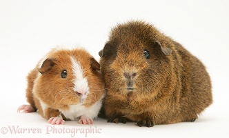 Female red agouti Guinea pig with baby