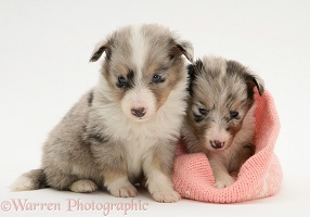 Two Sheltie puppies, one in a knitted hat