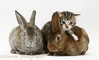 Tabby kitten and two rabbits