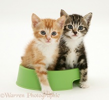 Tabby and red tabby kittens in a food bowl