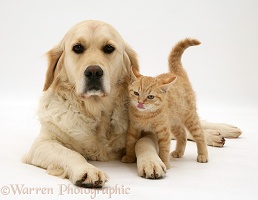 Golden Retriever and ginger kitten