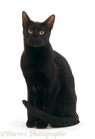 Black Oriental cat sitting