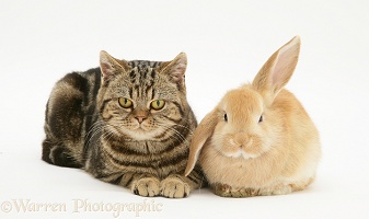 Tabby cat and rabbit