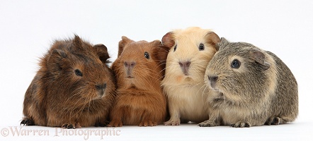 Four baby Guinea pigs