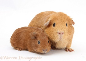 Red mother Guinea pig with red baby