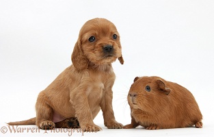 Red Cocker Spaniel pup with young red Guinea pig