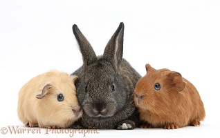 Baby agouti rabbit and baby red and yellow Guinea pigs